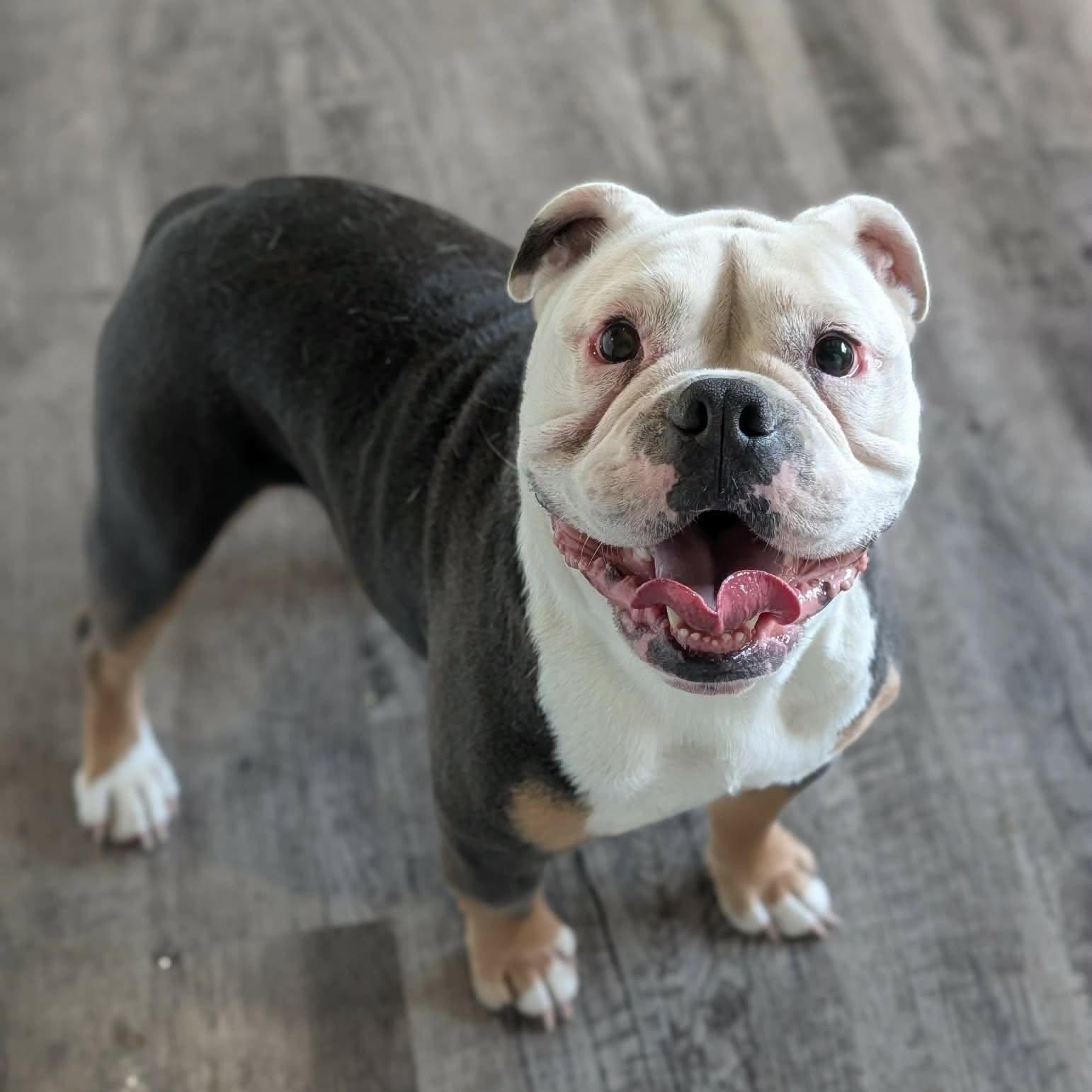 Enlarge Charlie, an adopted Bulldog in Alma, MI image 1/1