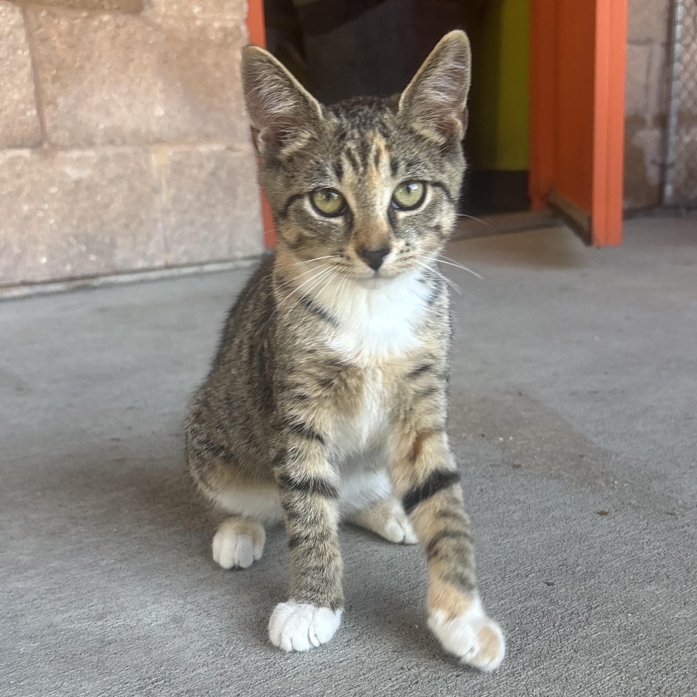 Olivia, ADOPTABLE, Young Female Torbie.