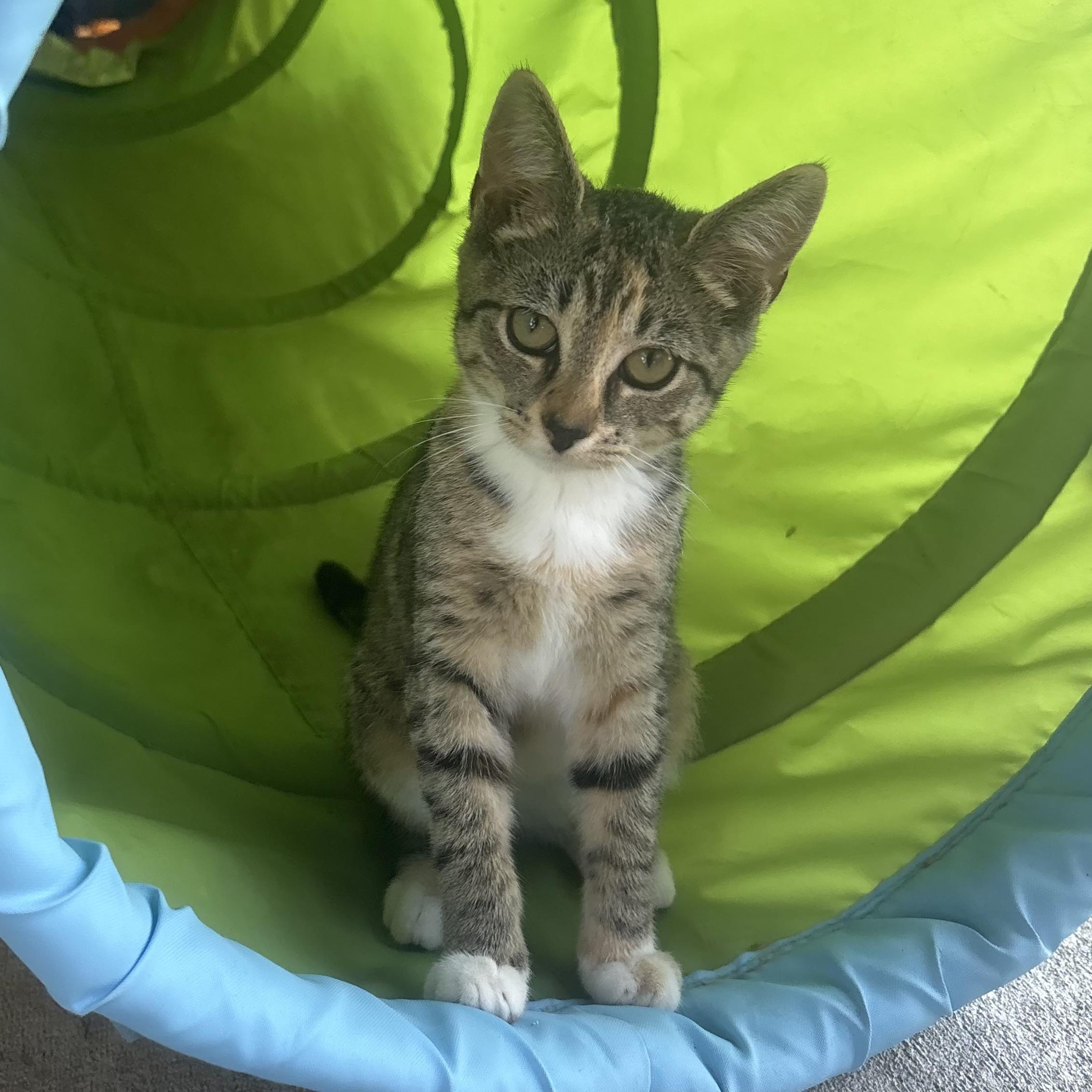 Olivia, a ADOPTABLE Torbie in Waynesburg, PA image 4/6