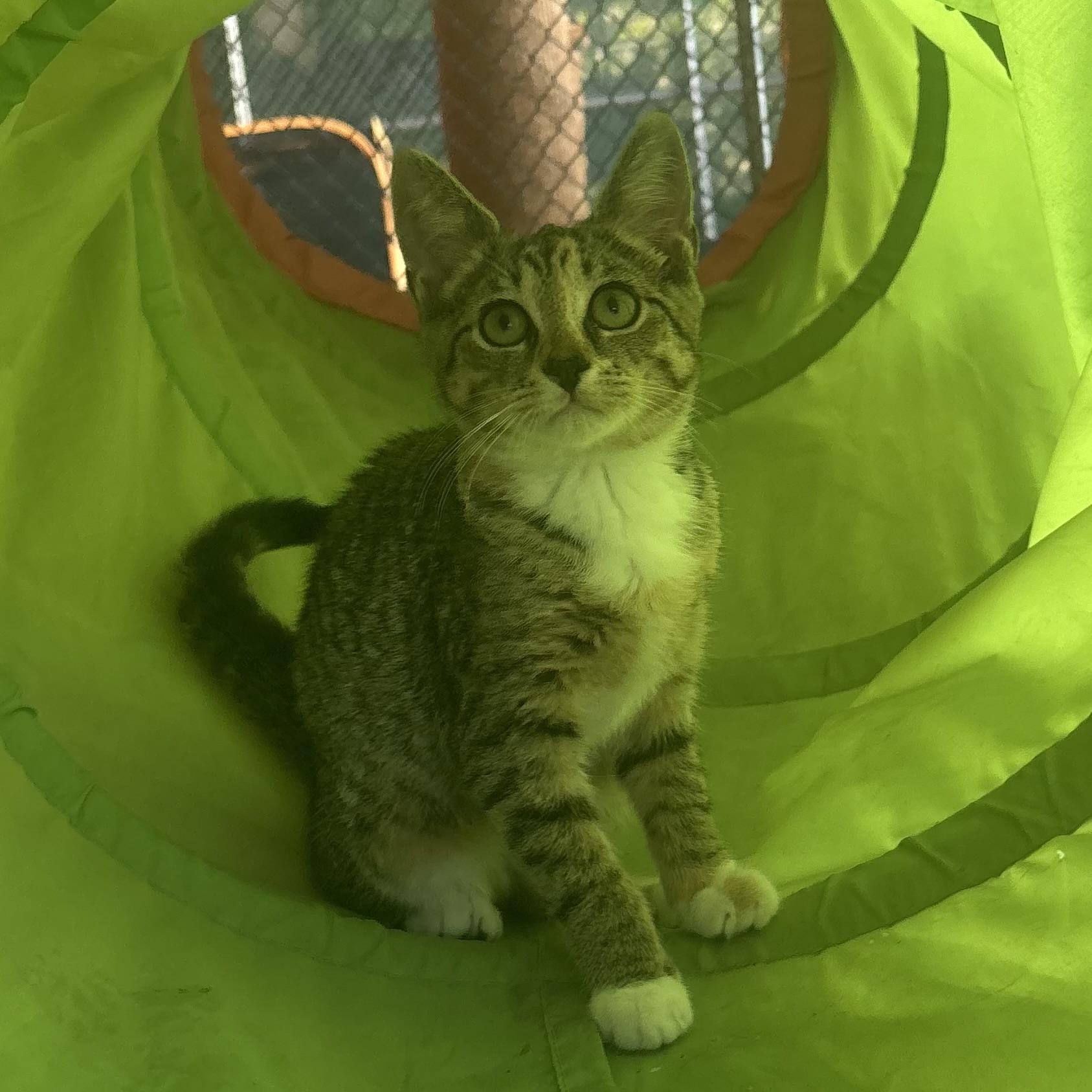 Olivia, a ADOPTABLE Torbie in Waynesburg, PA image 5/6