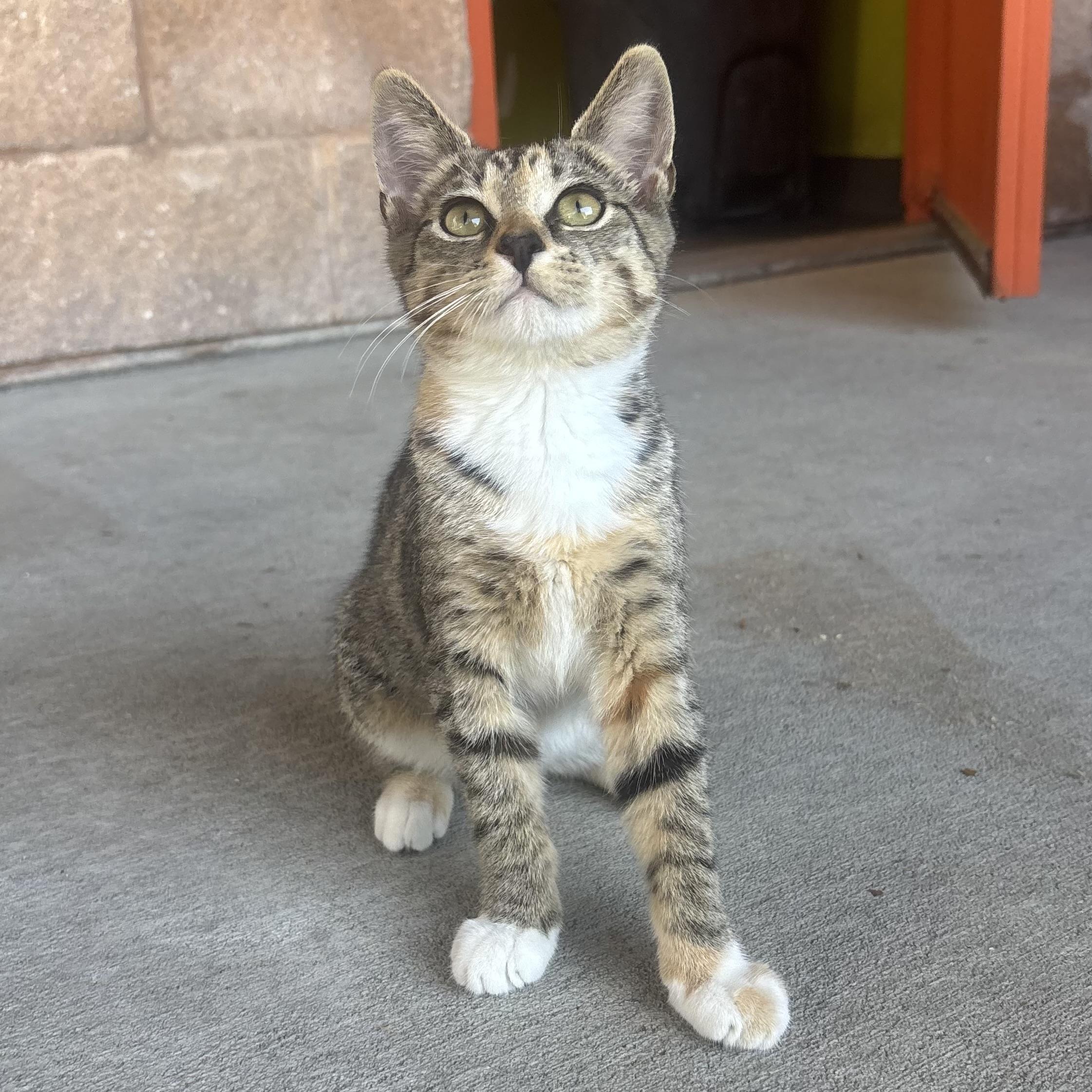 Olivia, a ADOPTABLE Torbie in Waynesburg, PA image 2/6