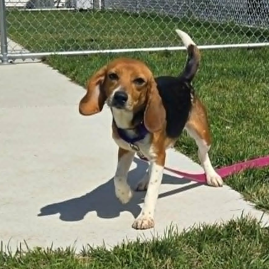 Olive (In foster), ADOPTABLE, Young Female Beagle.
