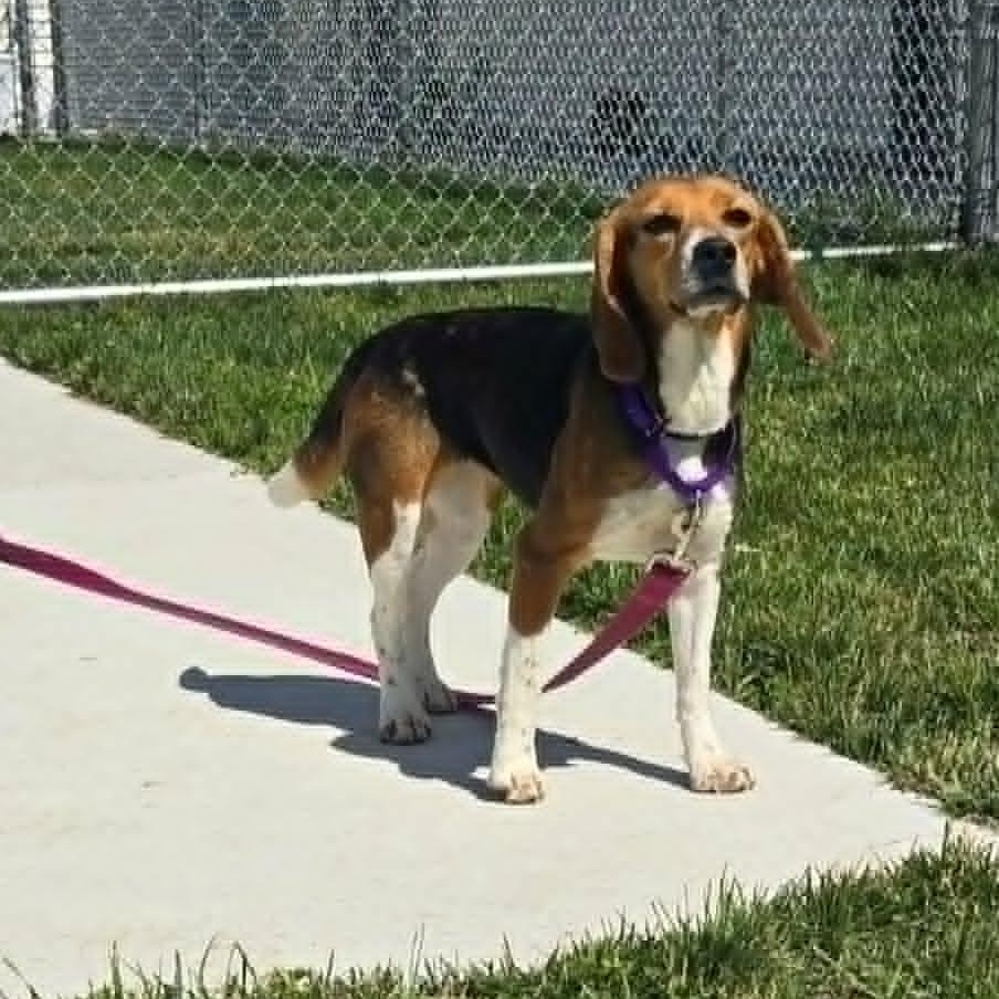 Olive (In foster), a ADOPTABLE Beagle in Watertown, WI image 3/3