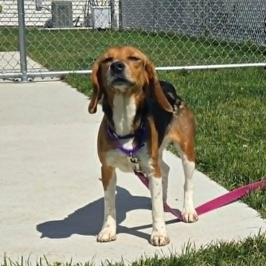 Olive (In foster), a ADOPTABLE Beagle in Watertown, WI image 2/3