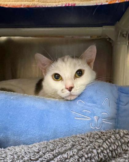 Wren, ADOPTABLE, Young Female Domestic Short Hair.