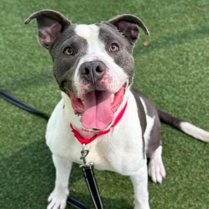 Chicken Tenders, a Adoptable mixed breed in Gastonia, NC image 1/3