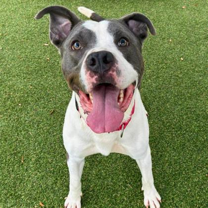 Enlarge Chicken Tenders, a Adoptable mixed breed in Gastonia, NC image 1/2