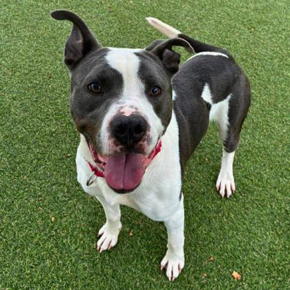 Enlarge Chicken Tenders, a Adoptable mixed breed in Gastonia, NC image 2/2