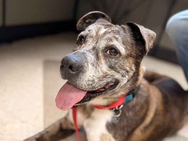 Enlarge Jazzy, a Adoptable mixed breed in Portland, OR image 1/1