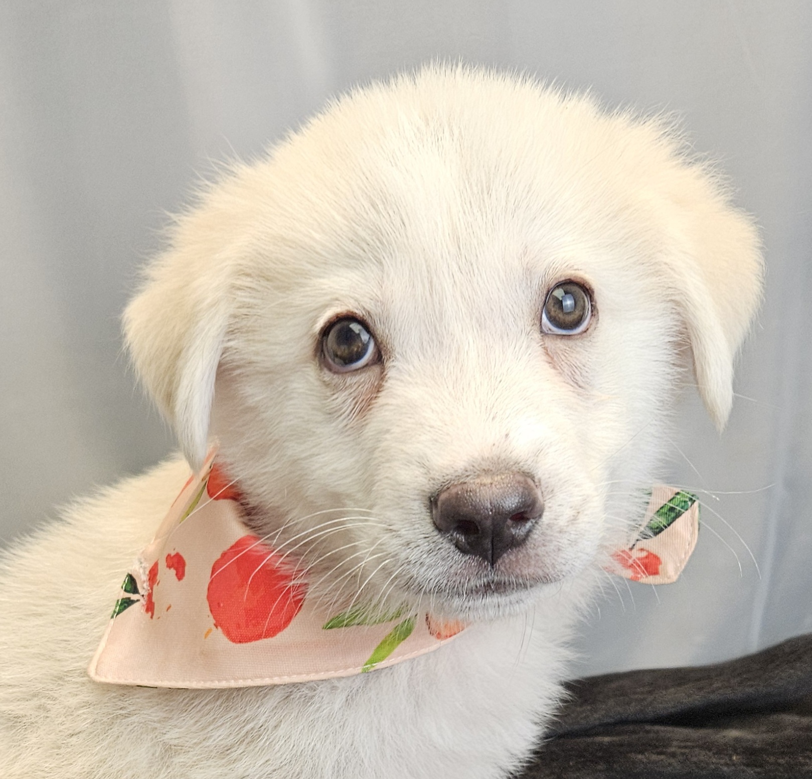 Dog for adoption Clover, a German Shepherd Dog & Labrador Retriever