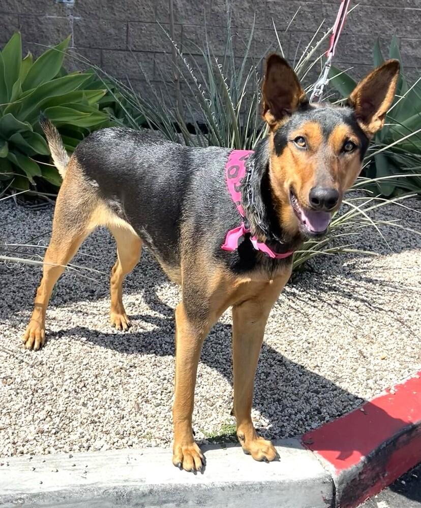 Enlarge Jewelee, a Adoptable mixed breed in Mission Viejo, CA image 1/5