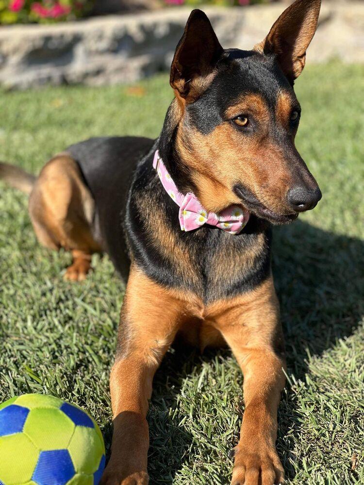 Enlarge Jewelee, a Adoptable mixed breed in Mission Viejo, CA image 2/5