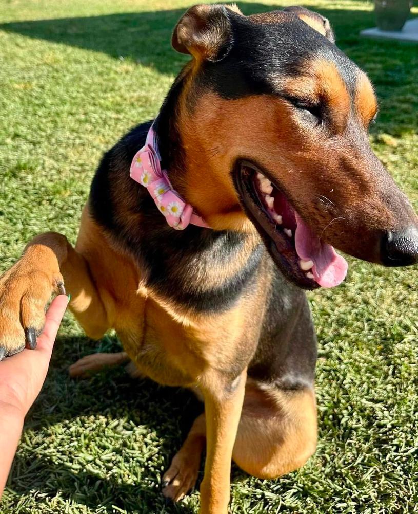 Enlarge Jewelee, a Adoptable mixed breed in Mission Viejo, CA image 3/5