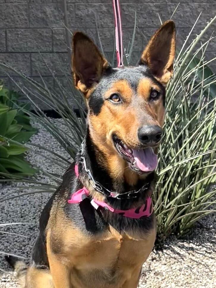 Jewelee, Adoptable, Adult Female Mixed Breed & Doberman Pinscher.