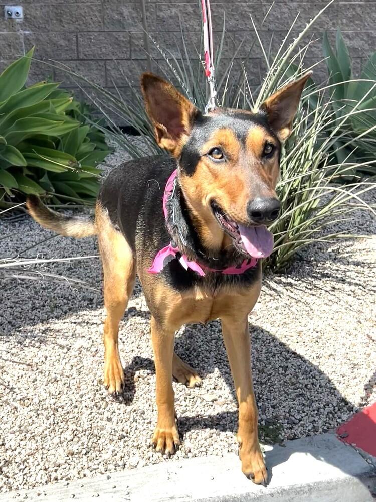 Enlarge Jewelee, a Adoptable mixed breed in Mission Viejo, CA image 5/5