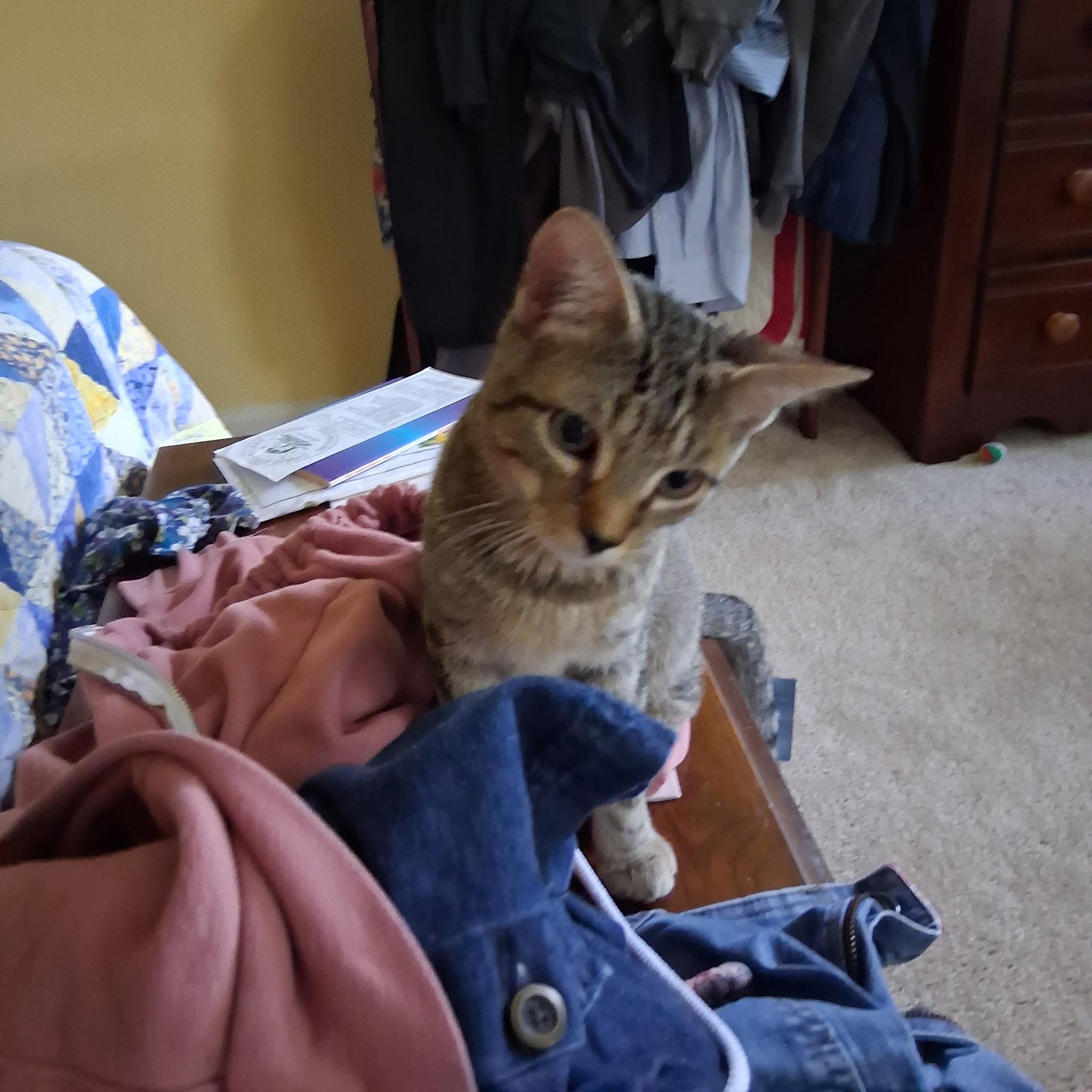 Clarence, a ADOPTABLE Domestic Short Hair in Warminster, PA image 2/5
