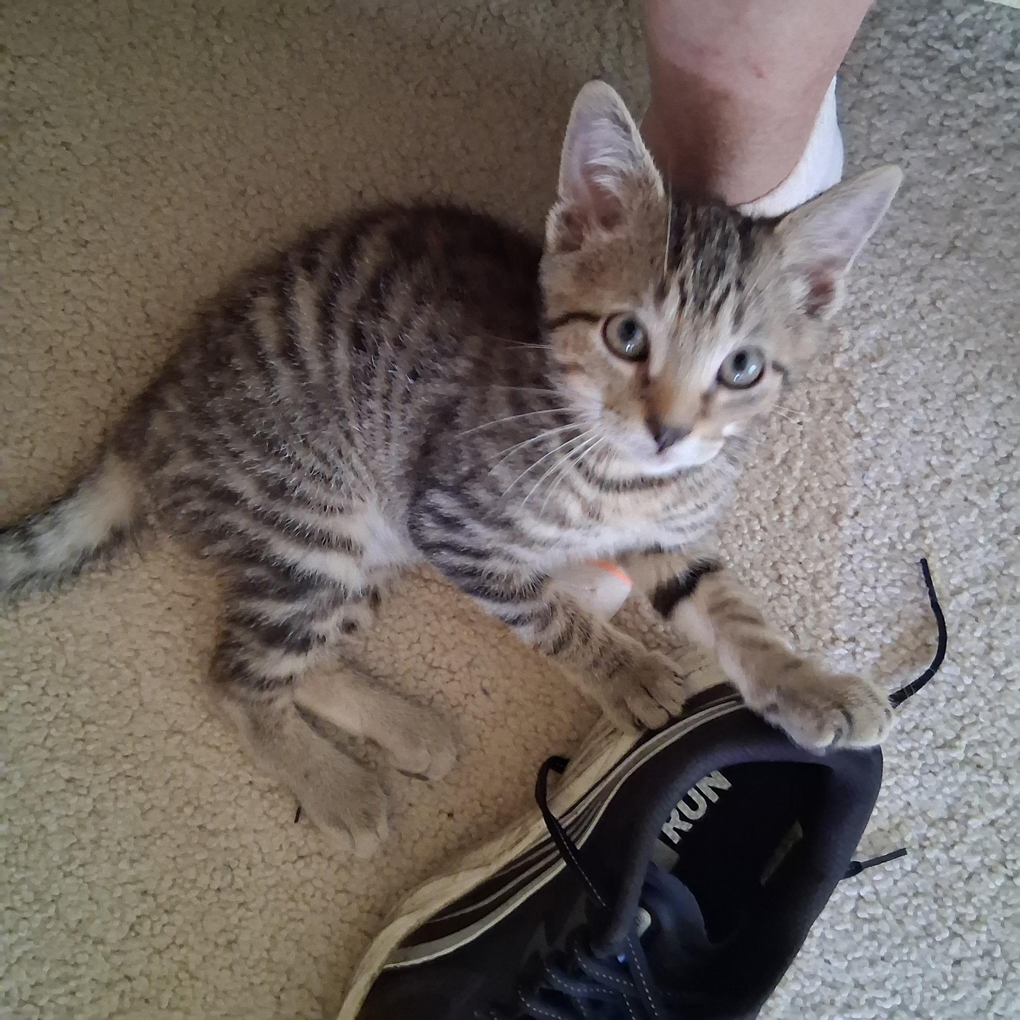 Clarence, a ADOPTABLE Domestic Short Hair in Warminster, PA image 4/5