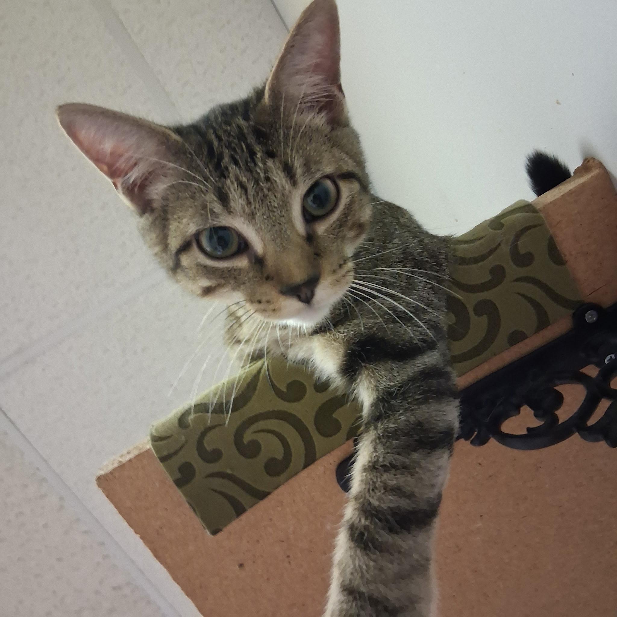 Enlarge Clarence, a ADOPTABLE Domestic Short Hair in Warminster, PA image 1/5