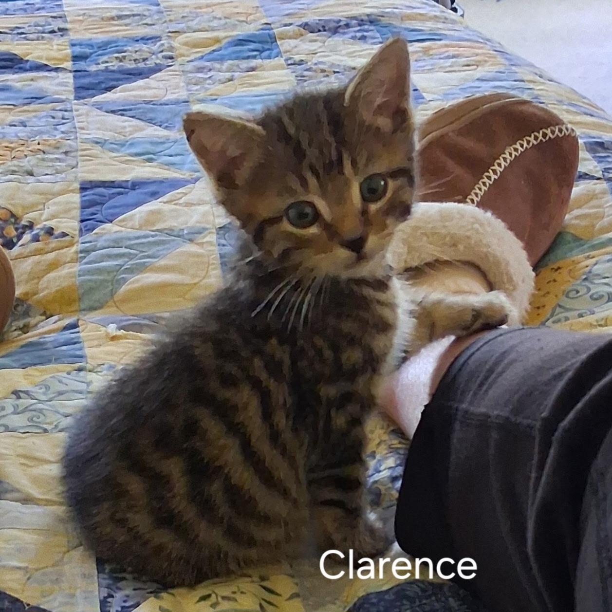 Clarence, a ADOPTABLE Domestic Short Hair in Warminster, PA image 3/5