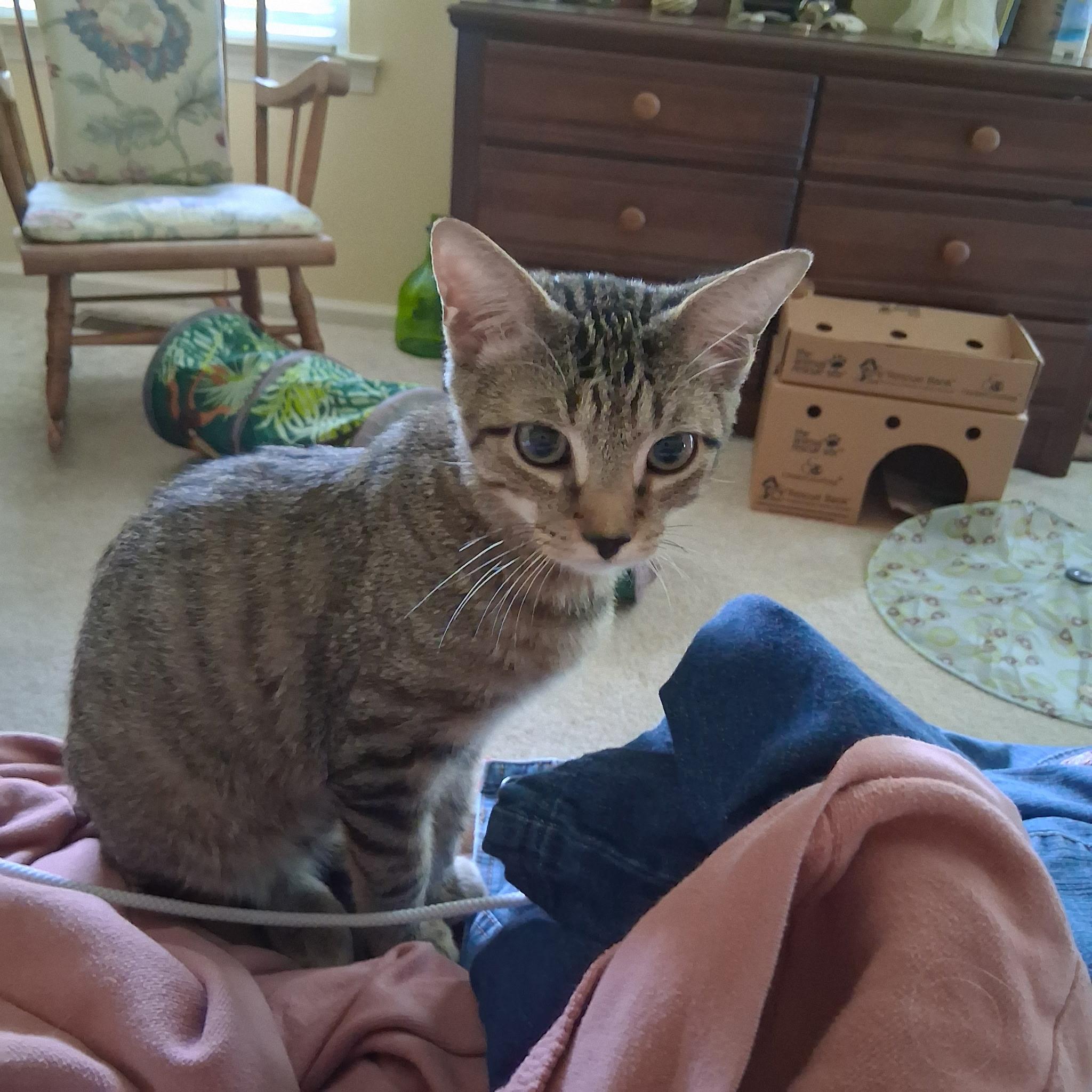 Clarence, a ADOPTABLE Domestic Short Hair in Warminster, PA image 1/5
