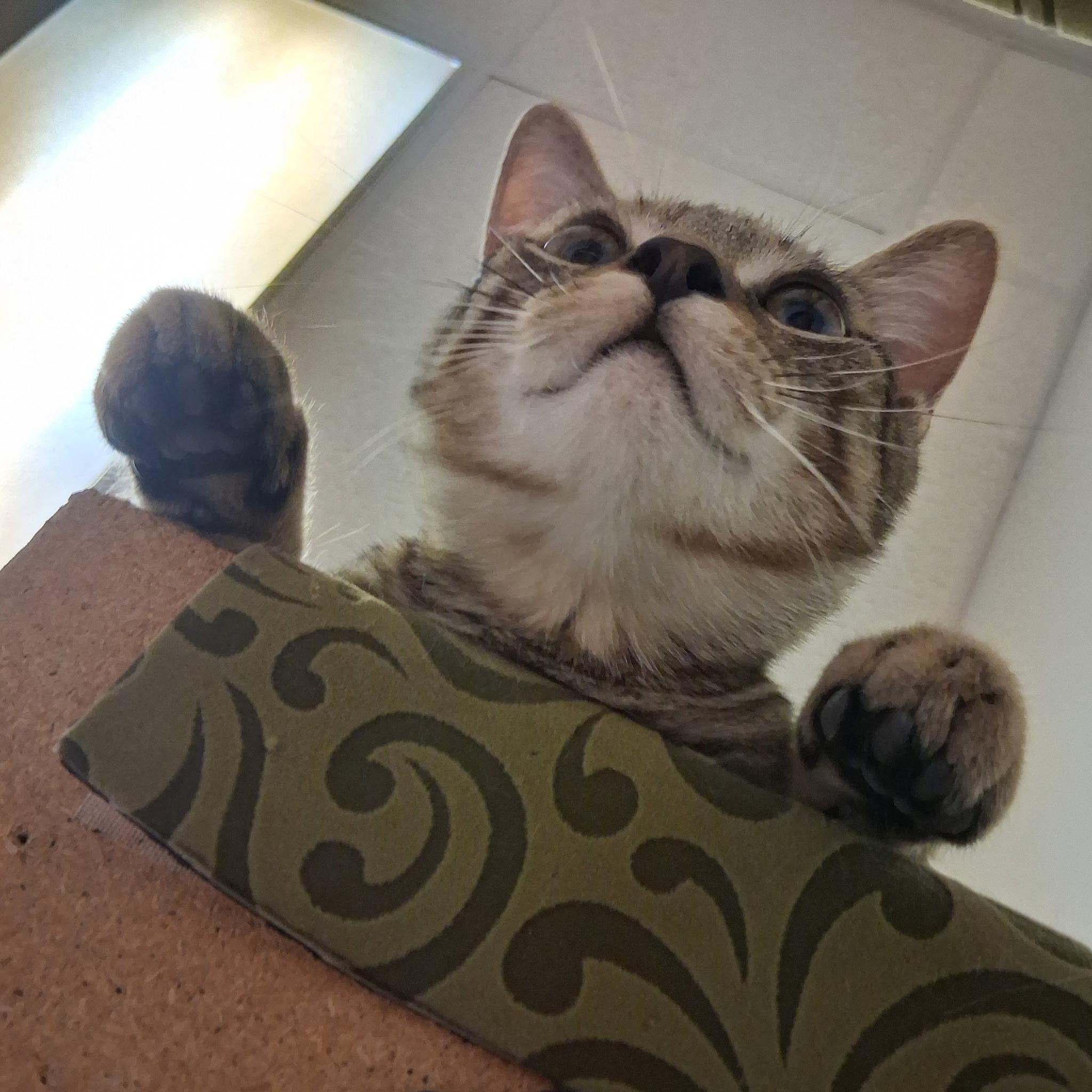 Enlarge Clarence, a ADOPTABLE Domestic Short Hair in Warminster, PA image 5/5