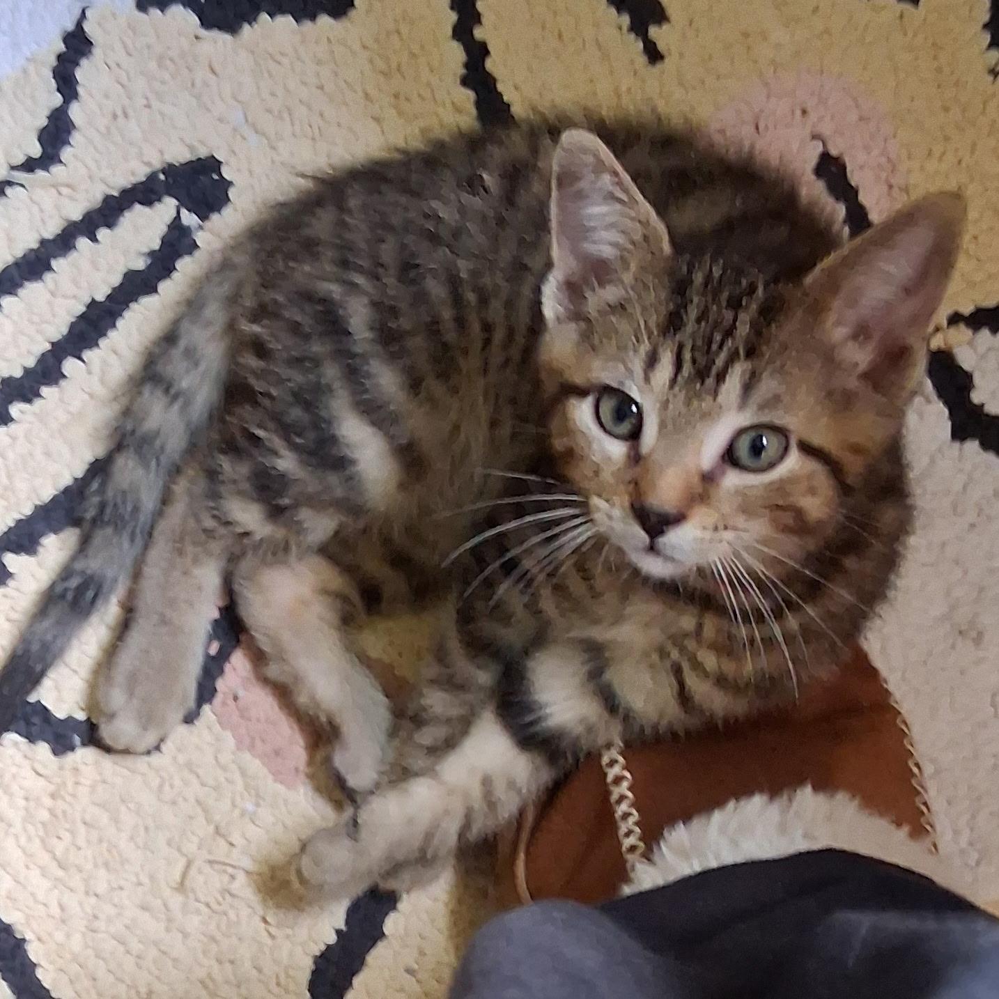 Clarence, a ADOPTABLE Domestic Short Hair in Warminster, PA image 5/5