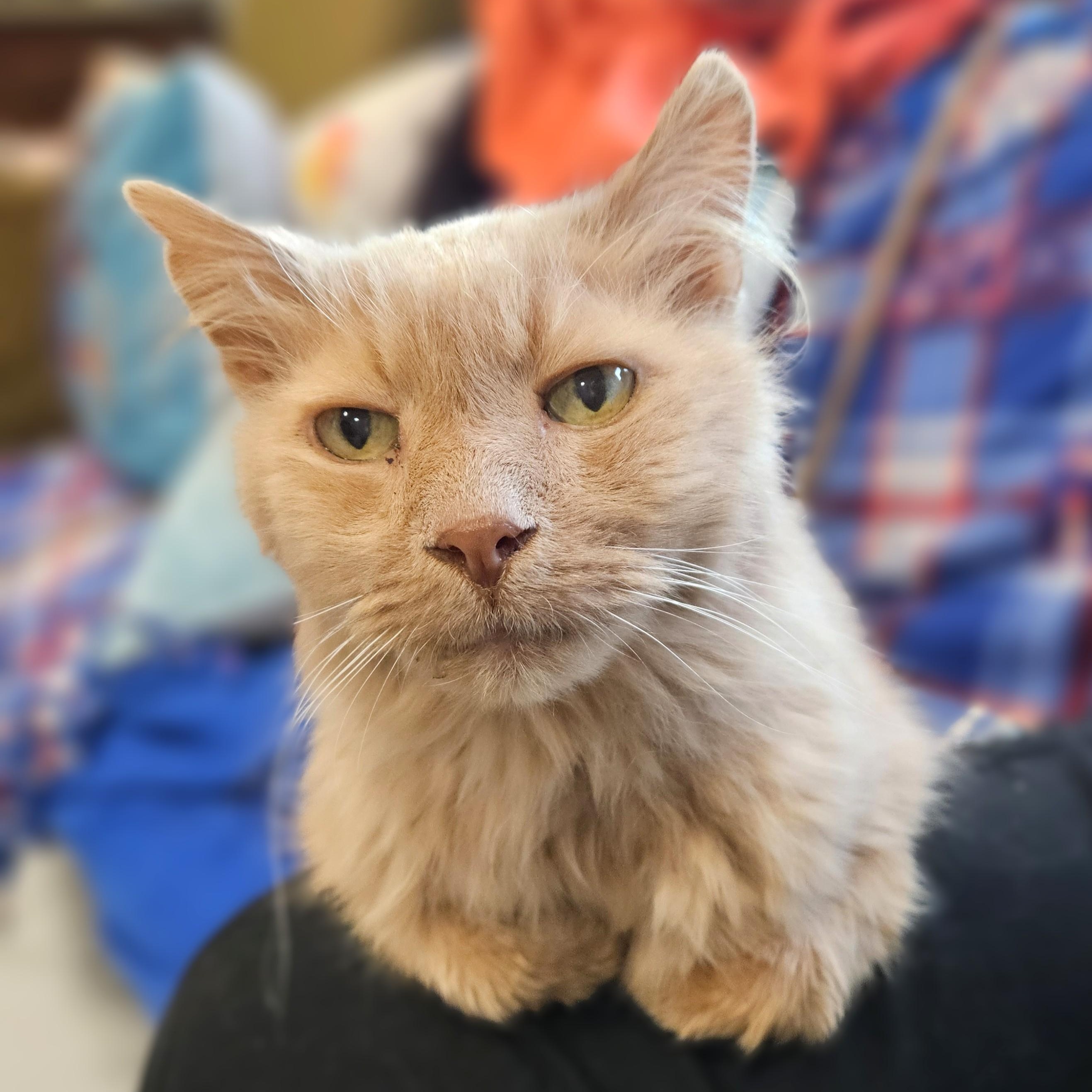 Enlarge Felix - I'm Kitty of the Month!, an adopted Domestic Long Hair in Endicott, NY image 3/4