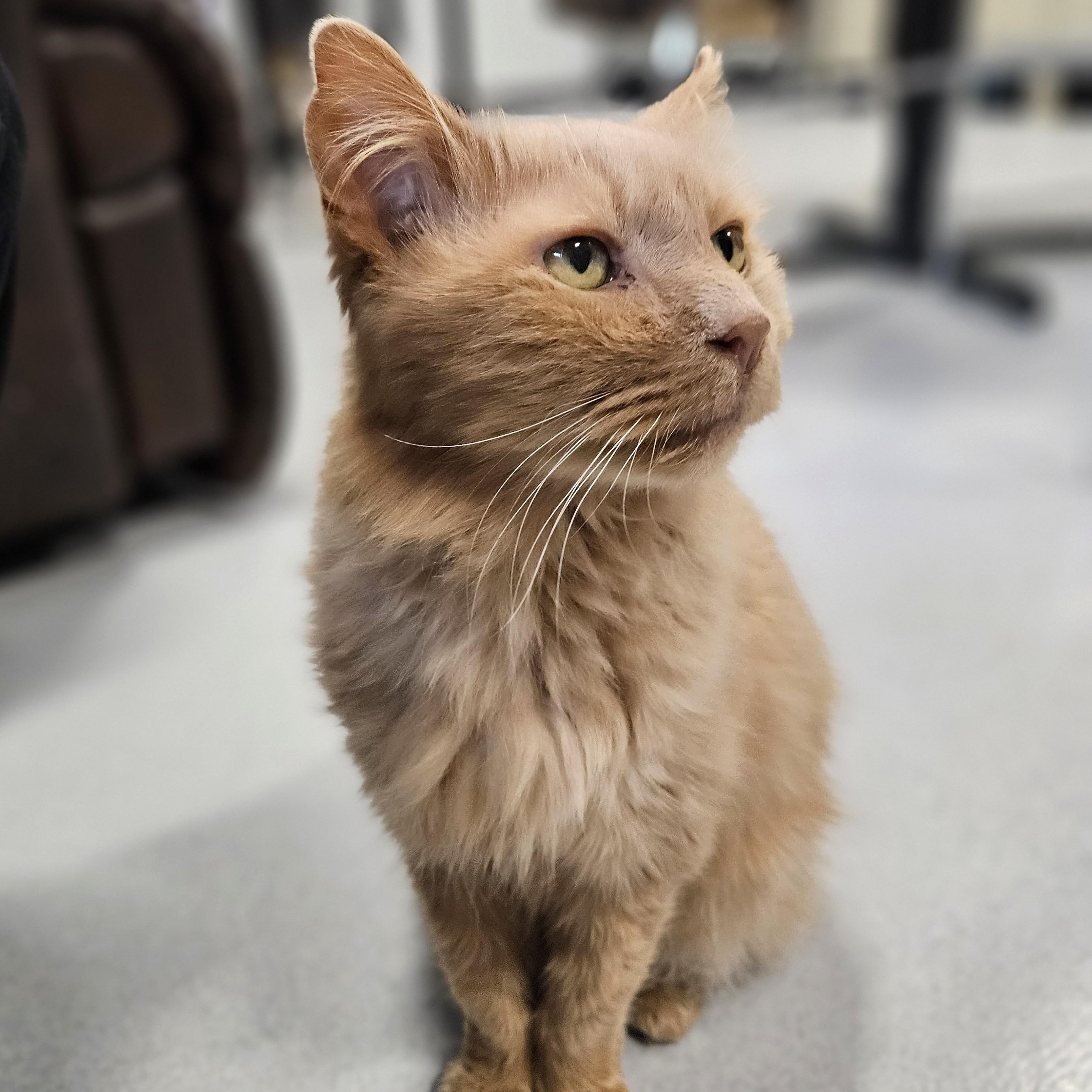 Enlarge Felix - I'm Kitty of the Month!, an adopted Domestic Long Hair in Endicott, NY image 4/4