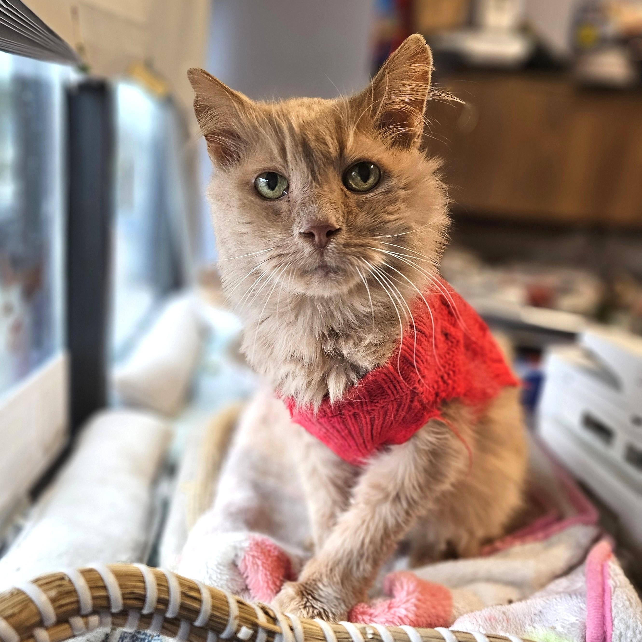 Enlarge Felix - I'm Kitty of the Month!, an adopted Domestic Long Hair in Endicott, NY image 2/4