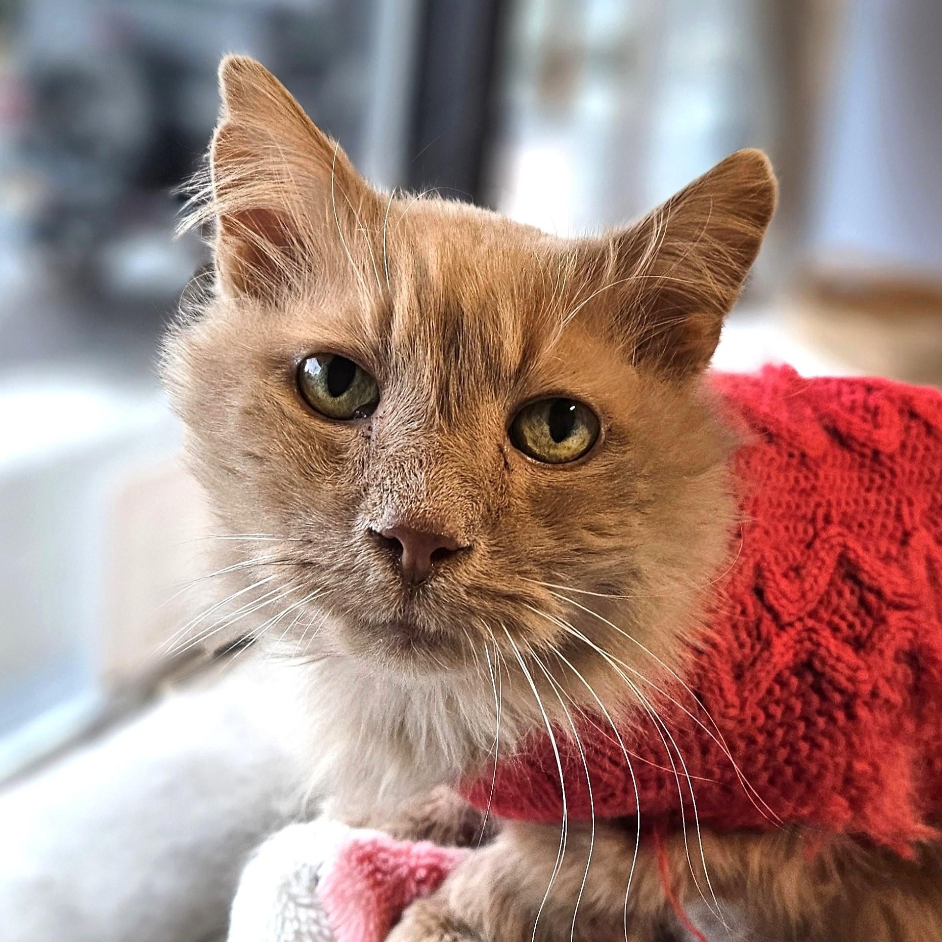 Enlarge Felix - I'm Kitty of the Month!, an adopted Domestic Long Hair in Endicott, NY image 1/4