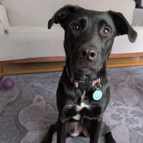 Enlarge Morticia, a Adoptable mixed breed in Minneapolis, MN image 1/5