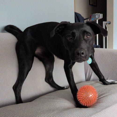 Enlarge Morticia, a Adoptable mixed breed in Minneapolis, MN image 2/5