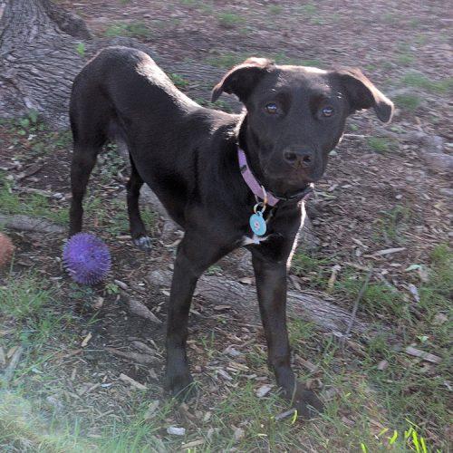 Enlarge Morticia, a Adoptable mixed breed in Minneapolis, MN image 3/5