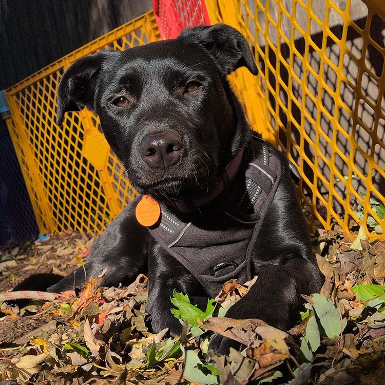 Enlarge Morticia, a Adoptable mixed breed in Minneapolis, MN image 4/5