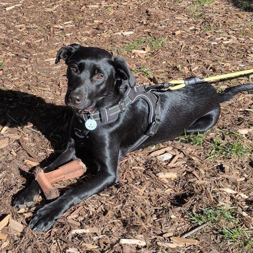 Enlarge Morticia, a Adoptable mixed breed in Minneapolis, MN image 5/5