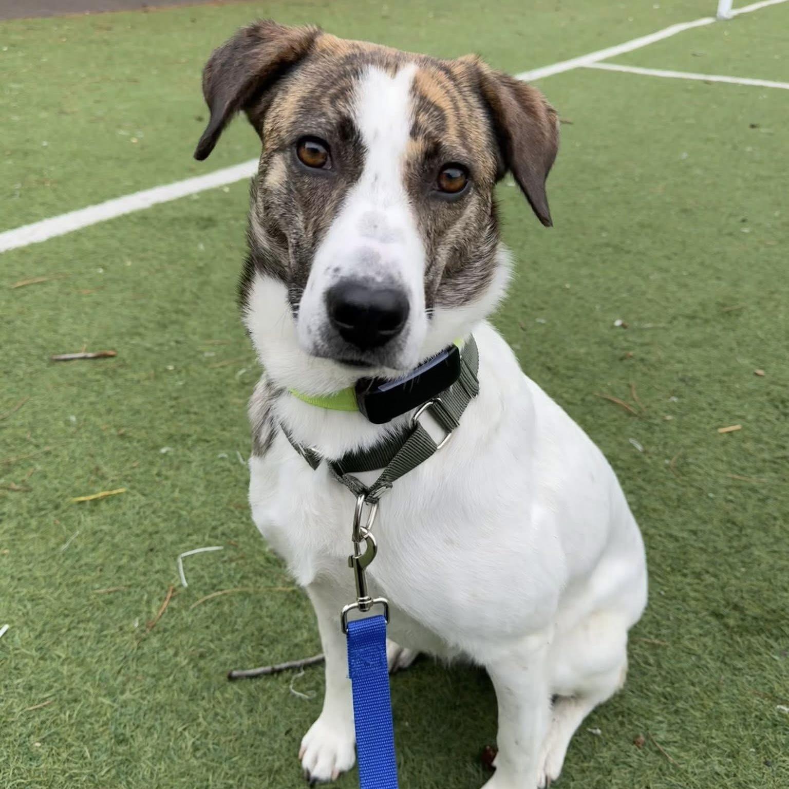 Madison, a ADOPTABLE mixed breed in Kingston, ON image 3/6