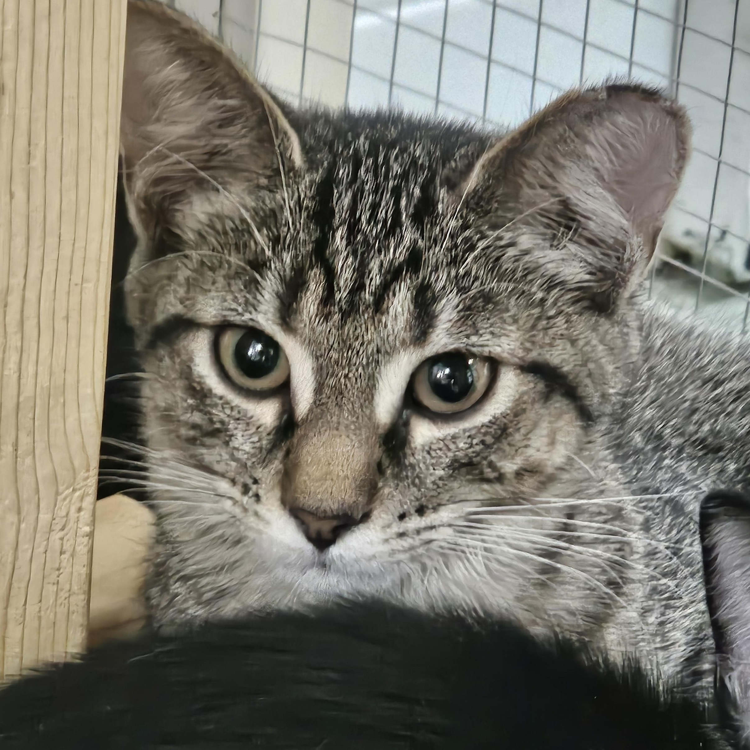 Star, ADOPTABLE, Kitten Female Domestic Short Hair.