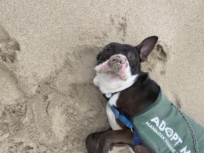 Mr. Squishy Face, Adoptable, Adult Male Pit Bull Terrier & Mixed Breed.