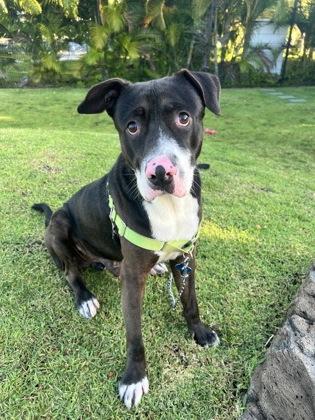 Mr. Squishy Face, a Adoptable mixed breed in Honolulu, HI image 2/3