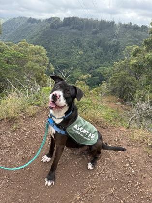 Mr. Squishy Face, a Adoptable mixed breed in Honolulu, HI image 3/3