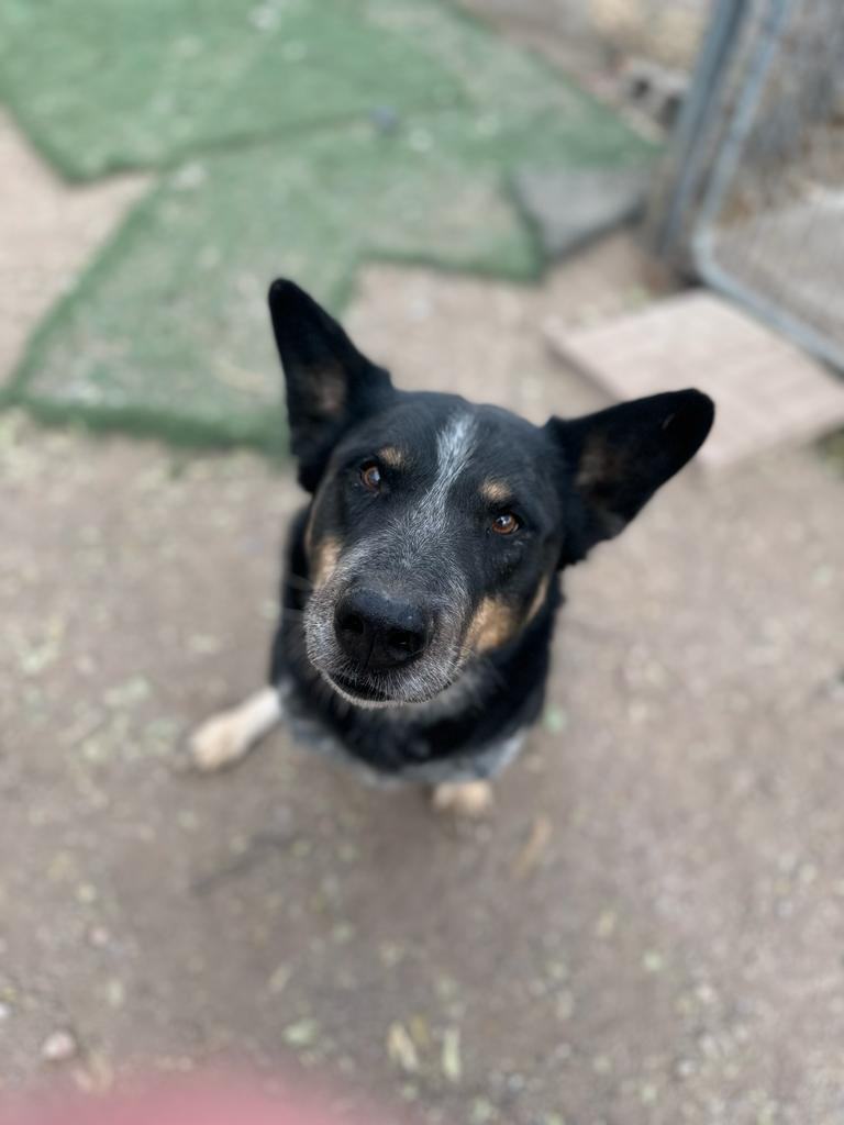 Jay, a Adoptable mixed breed image 2/2