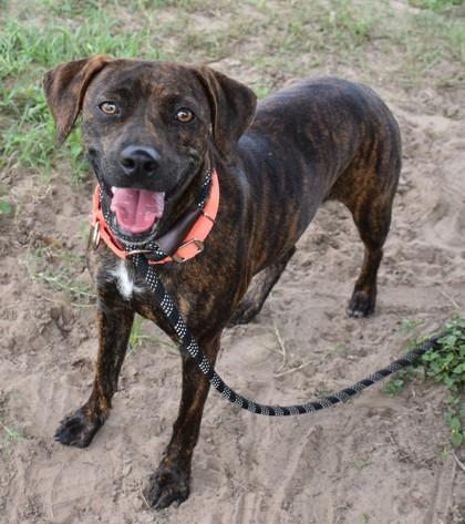 Gemma, ADOPTABLE, Young Female Plott Hound & Mountain Cur.
