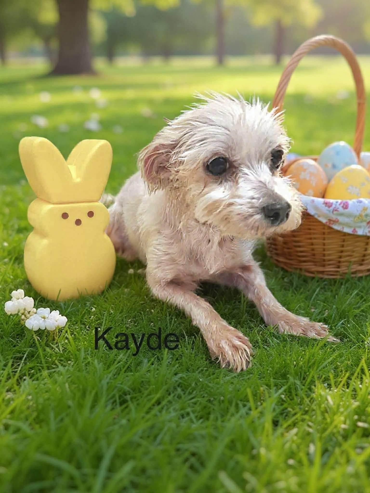 Enlarge Kayde, a Adoptable mixed breed in Eatontown, NJ image 4/4