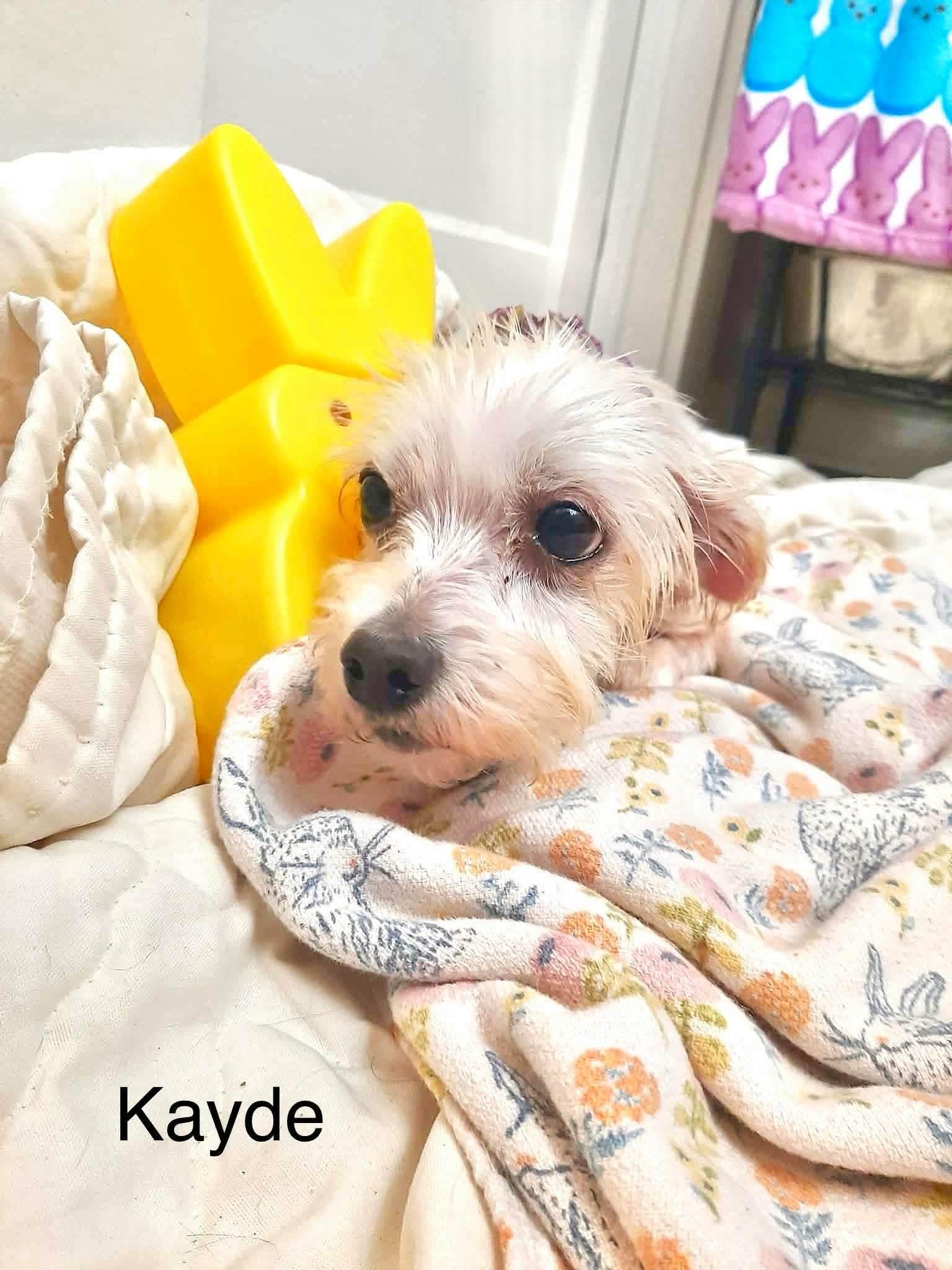 Enlarge Kayde, a Adoptable mixed breed in Eatontown, NJ image 2/4