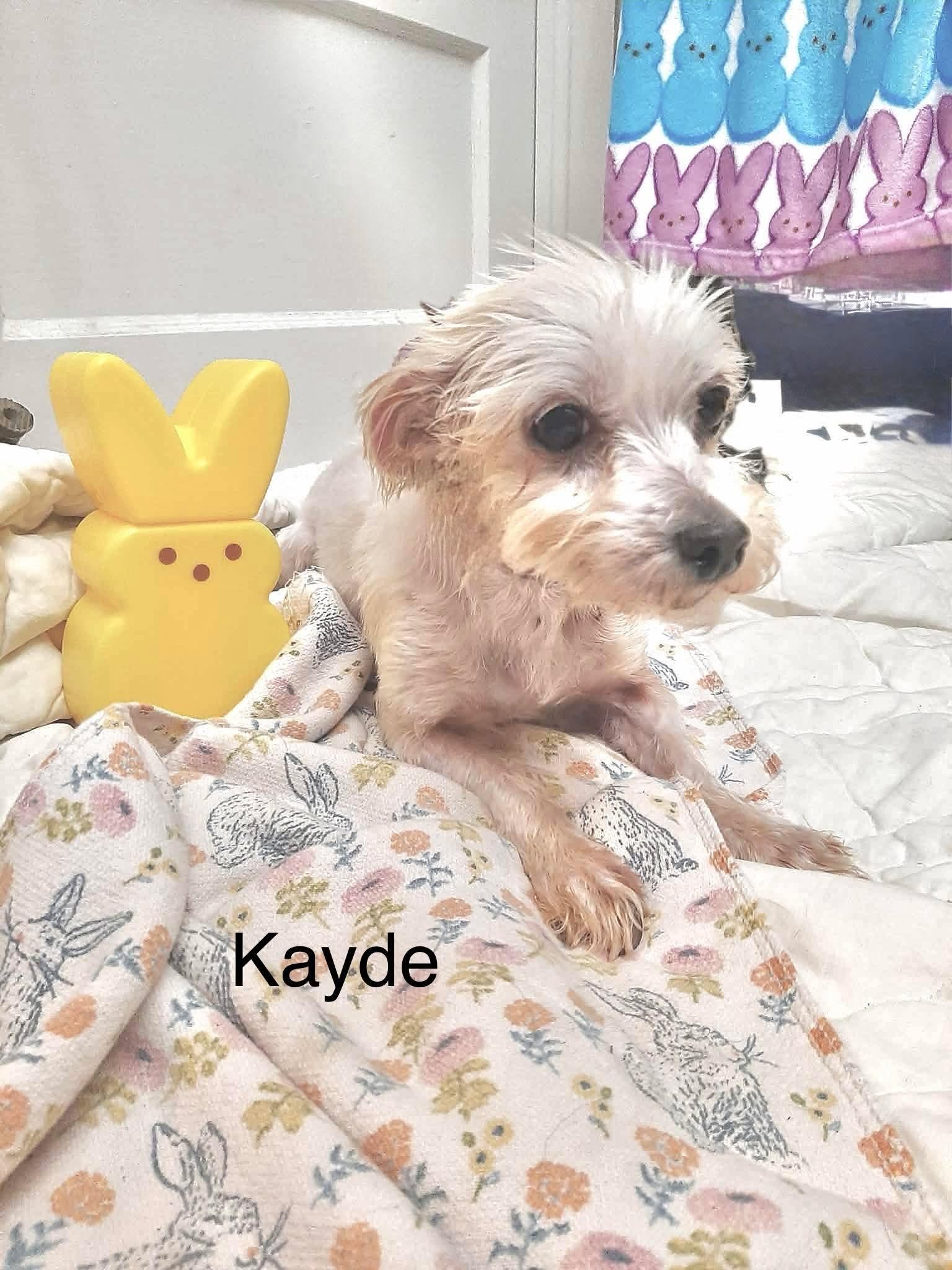 Enlarge Kayde, a Adoptable mixed breed in Eatontown, NJ image 3/4