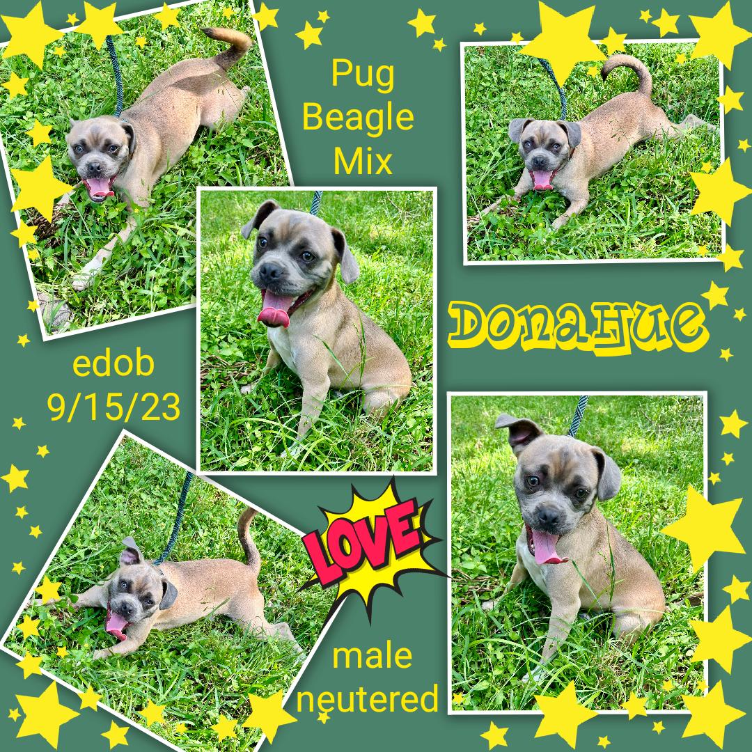 Enlarge Donahue OR13791-T - Lots of Energy, a Adoptable mixed breed in Beaverton, OR image 2/5