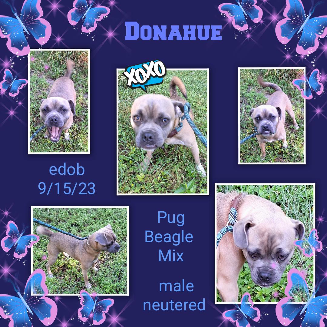 Enlarge Donahue OR13791-T - Lots of Energy, a Adoptable mixed breed in Beaverton, OR image 5/5
