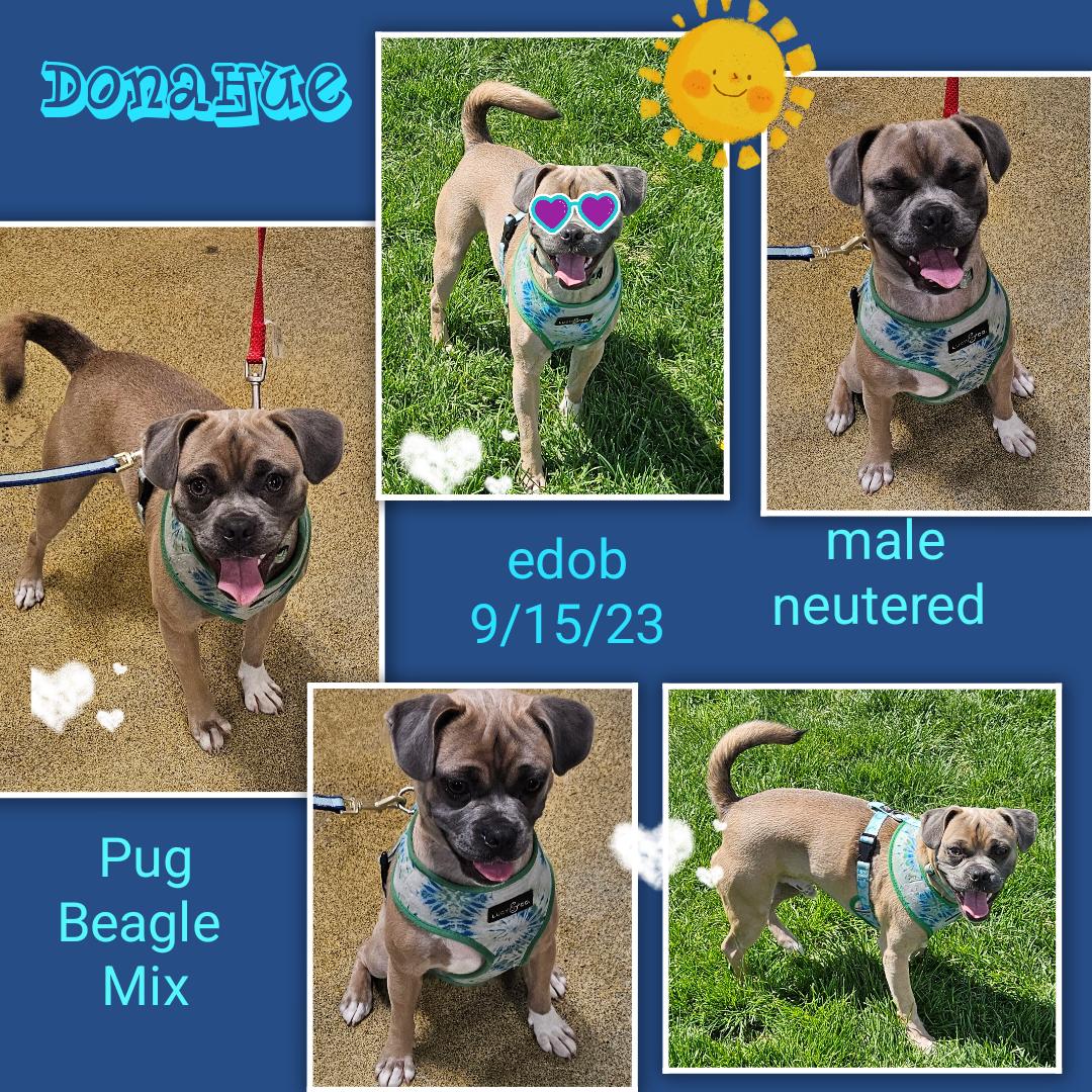 Enlarge Donahue OR13791-T - Lots of Energy, a Adoptable mixed breed in Beaverton, OR image 3/5