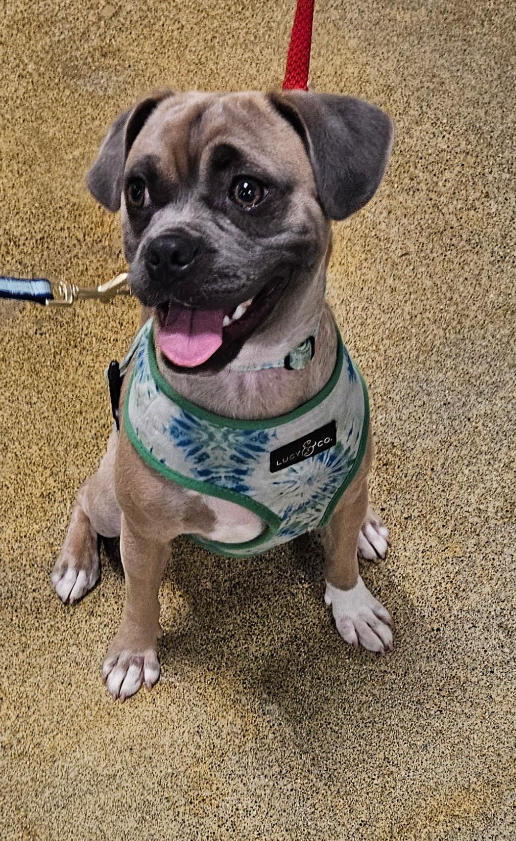Donahue OR13791-T - Lots of Energy, Adoptable, Adult Male Puggle & Beagle.