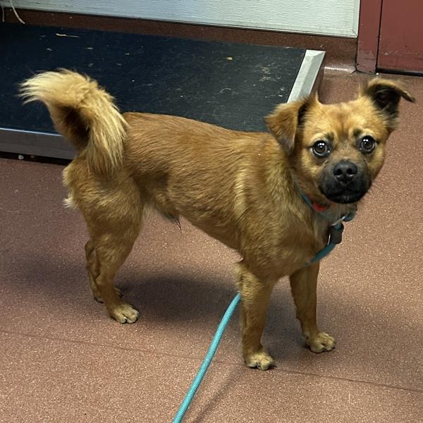 Enlarge Tamarind, a Adoptable mixed breed in Dublin, CA image 1/1